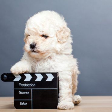 razas de perros pequeños en el cine