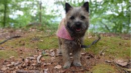 cairn_terrier1