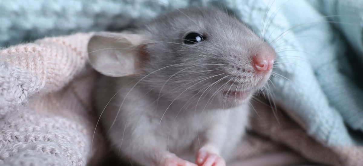 rata doméstica características como mascota