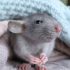 rata doméstica características como mascota