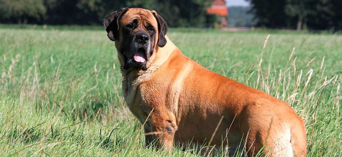Mastiff_1 Mastiff_1