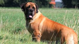 Mastiff_1