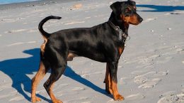 Pinscher_1