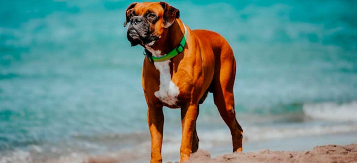 boxer1 boxer1