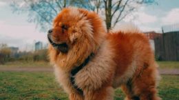 chowchow1