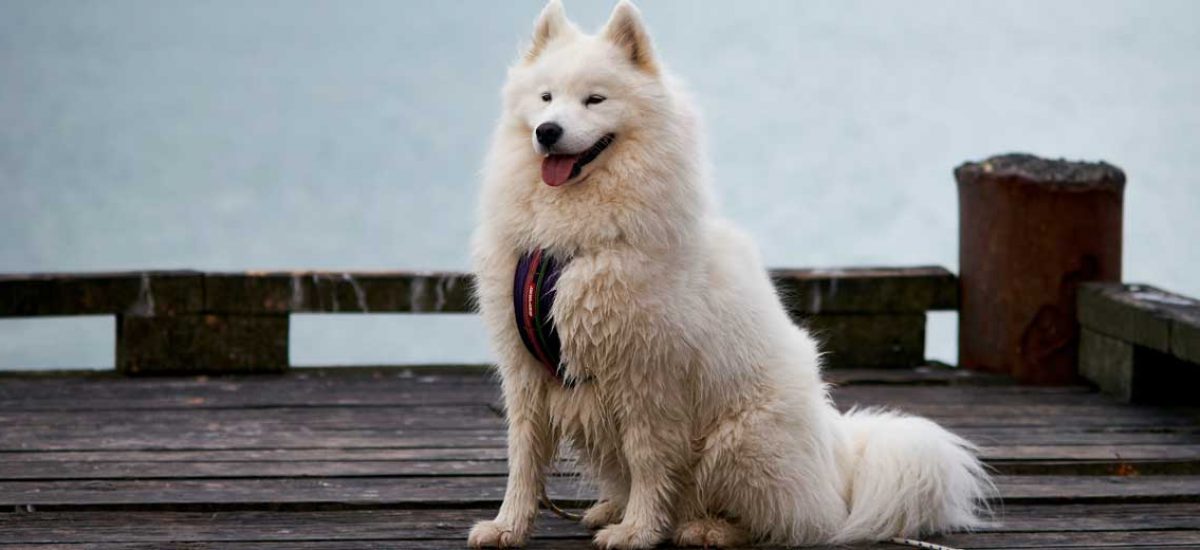 samoyedo4