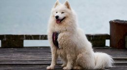 samoyedo4