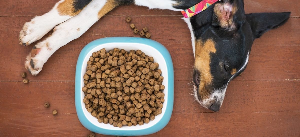 como limpiar el comedero del perro