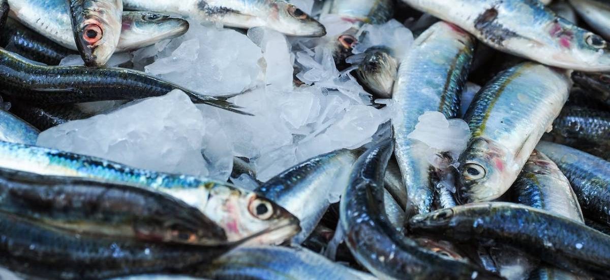 pescado-fresco pesca cambio climático