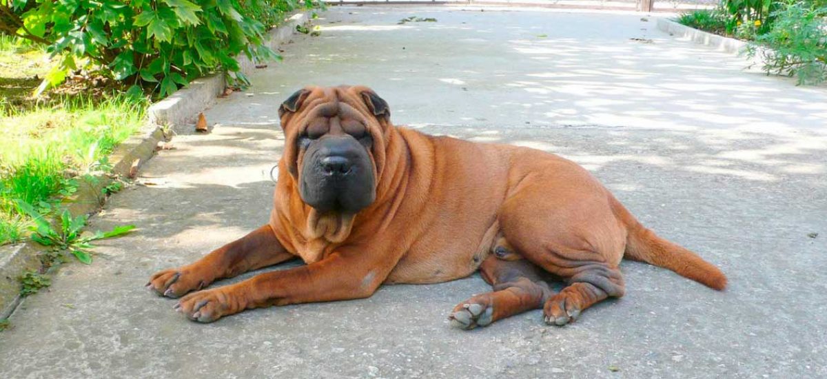 shar_pei11