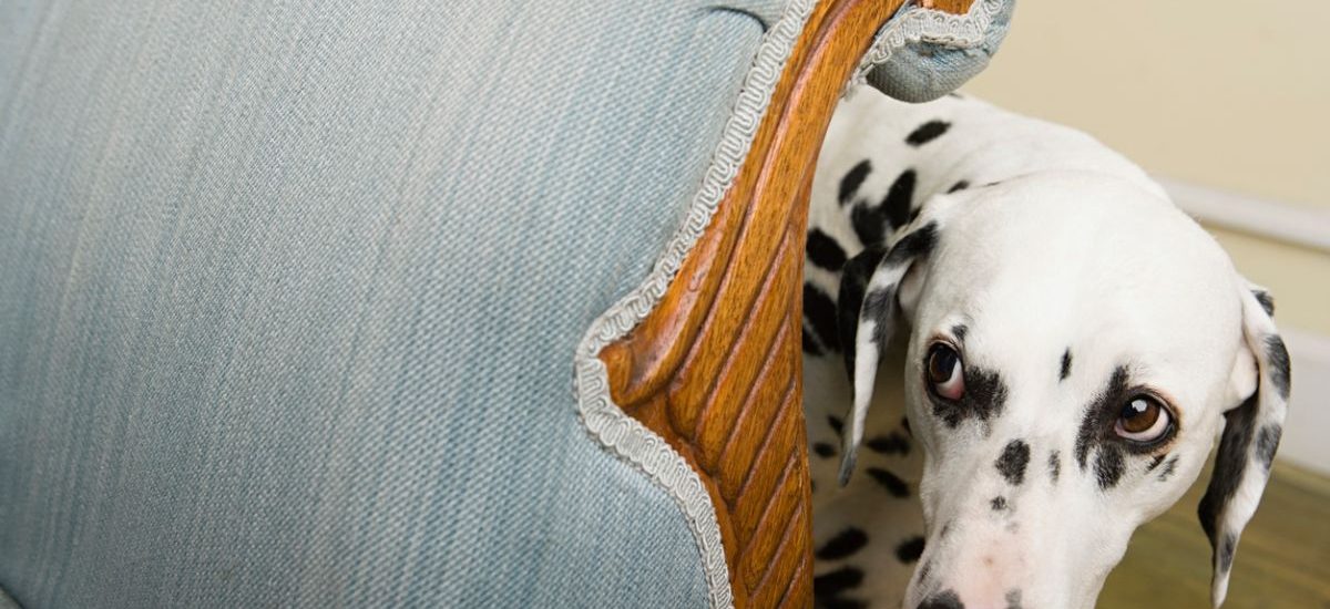 consecuencias reto viral de asustar al perro