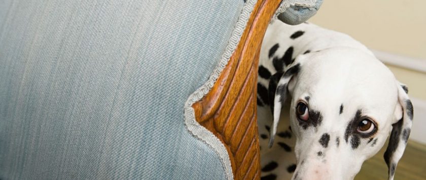 consecuencias reto viral de asustar al perro