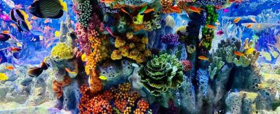 plantas para pecera de agua salada