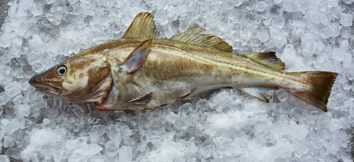 bacalao de pesca sostenible