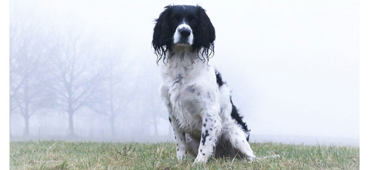 Springel_spaniel_ingles_1