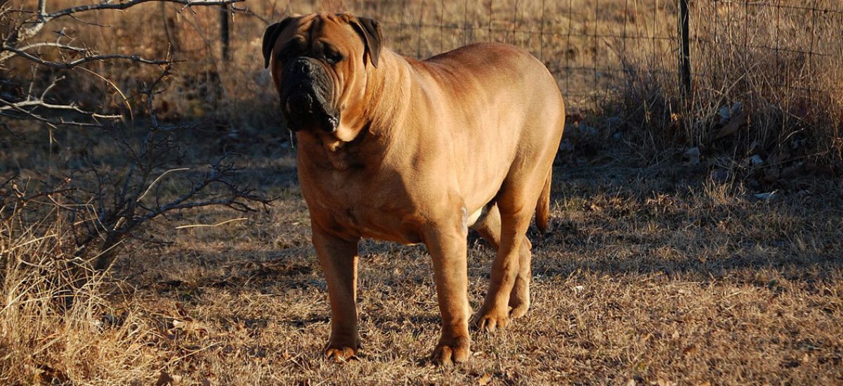 bullmastiff_1