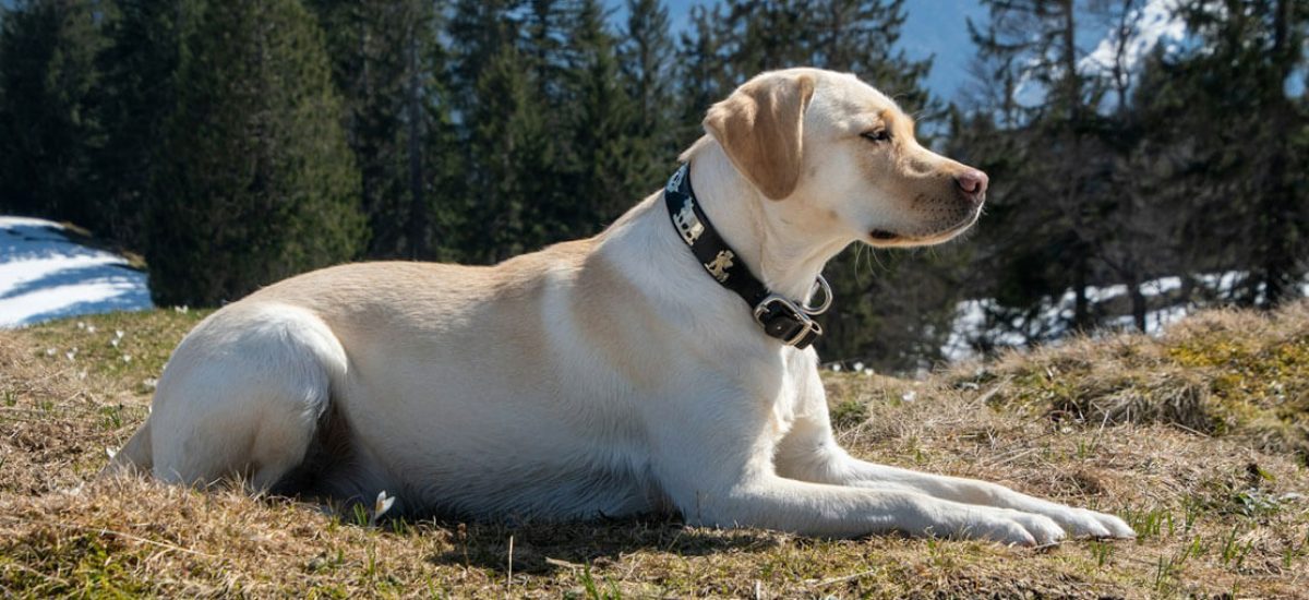 labrador_retriever-(5)