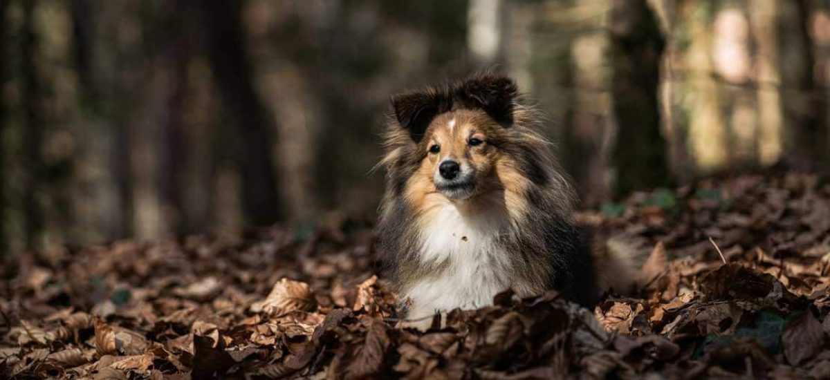 pastor_shetland (6) pastor_shetland (6)