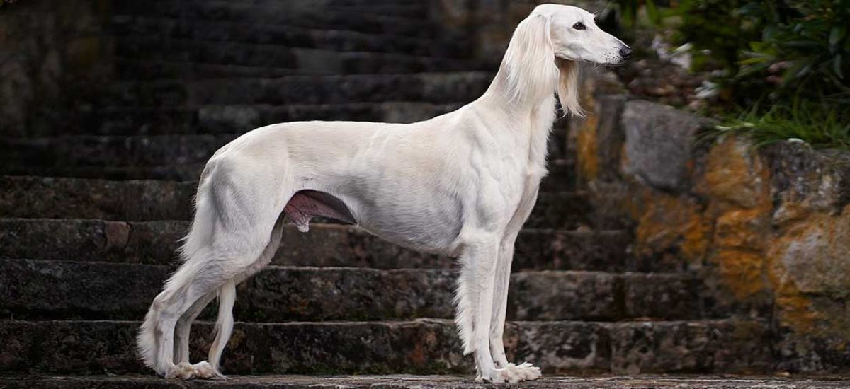 saluki (4) saluki (4)