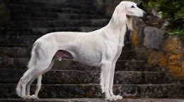 saluki (4)