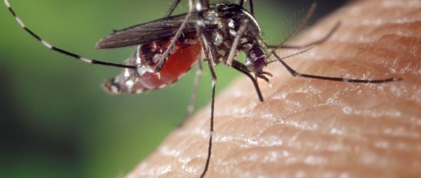 vacunas contra el dengue
