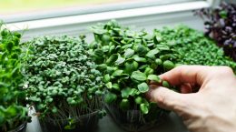 qué microverduras puedo cultivar en casa