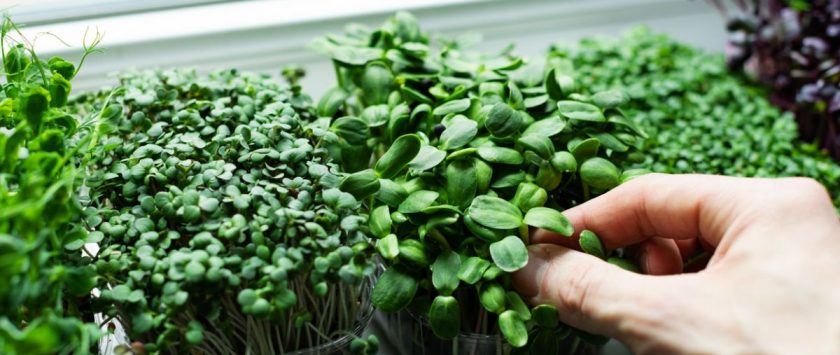 qué microverduras puedo cultivar en casa