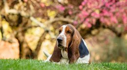 basset_hound