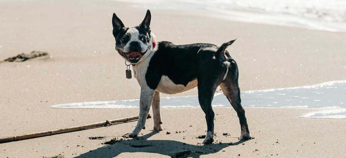boston_terrier-(4)