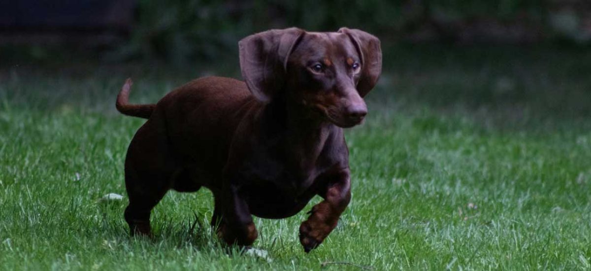 dachshund (3) dachshund (3)