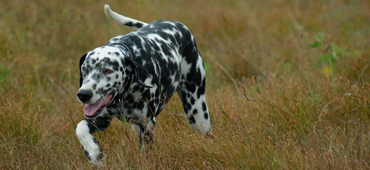 dálmata-(1) dálmata-(1)