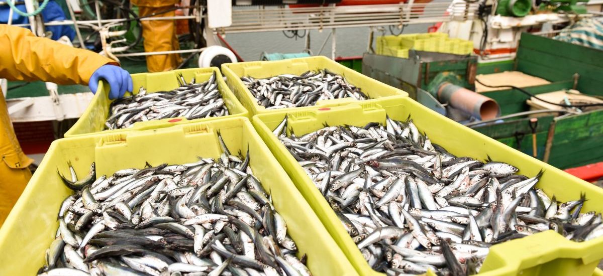 anchoa del Cantábrico pesca sostenible