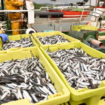 anchoa del Cantábrico pesca sostenible