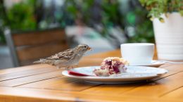 alimentacion humana afecta a gorriones