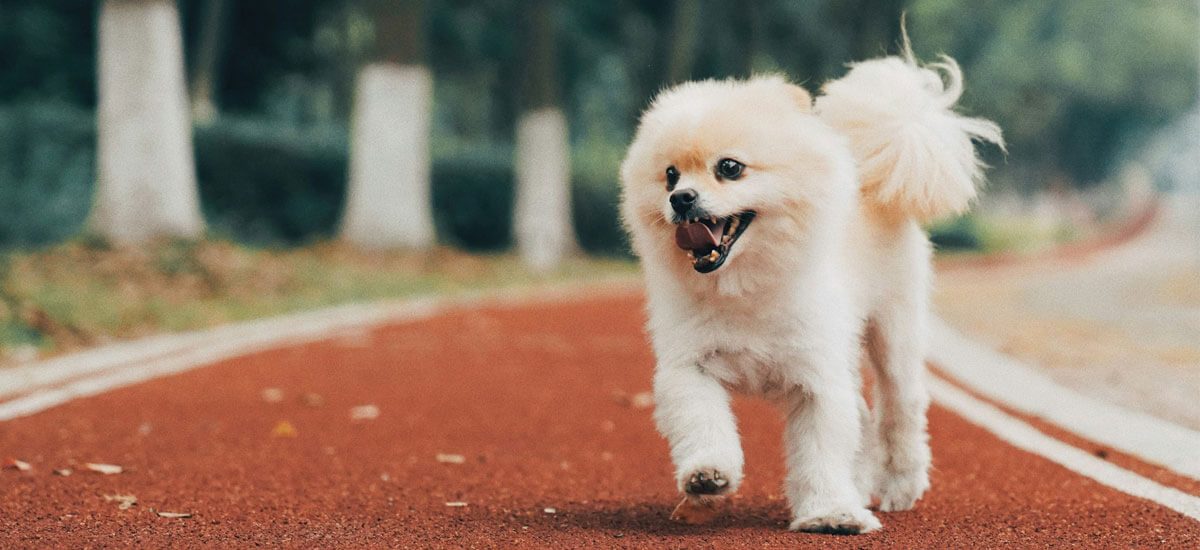 pomerania-(4)