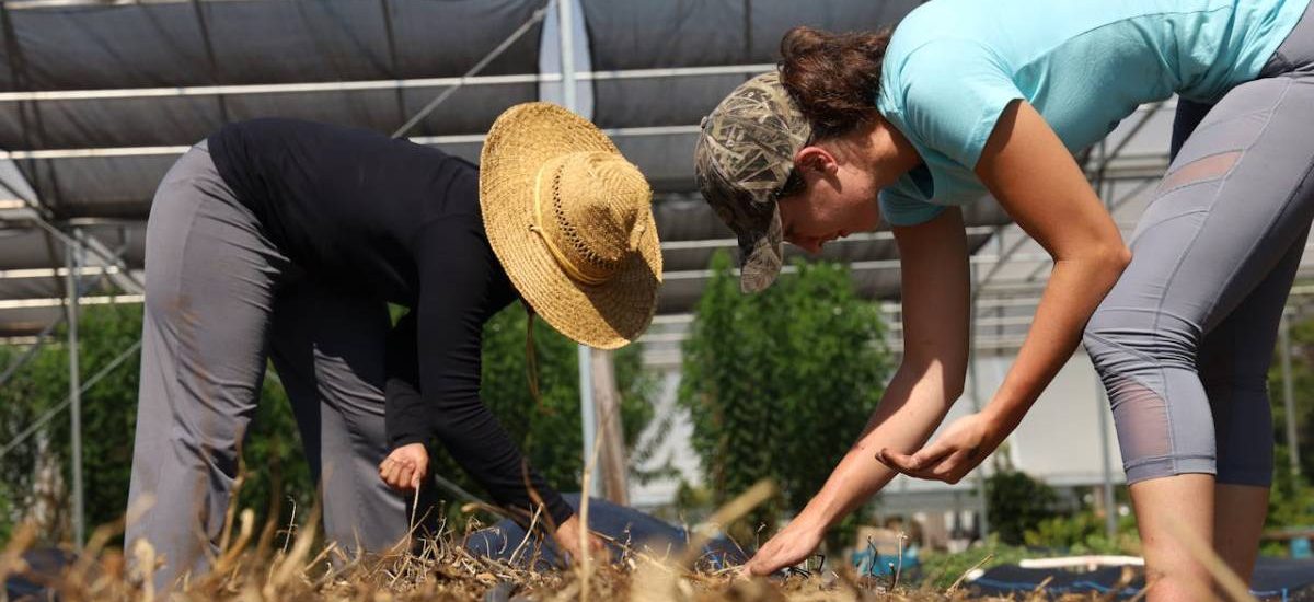 plantacion-agroecologia agricultura familiar