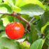 Img acerola