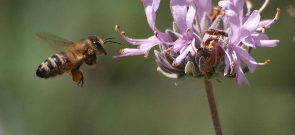 Img abeja flor