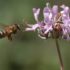 Img abeja flor