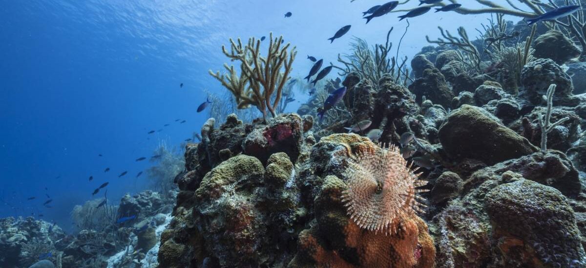importancia biodiversidad del mar