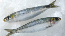 Img sardinas