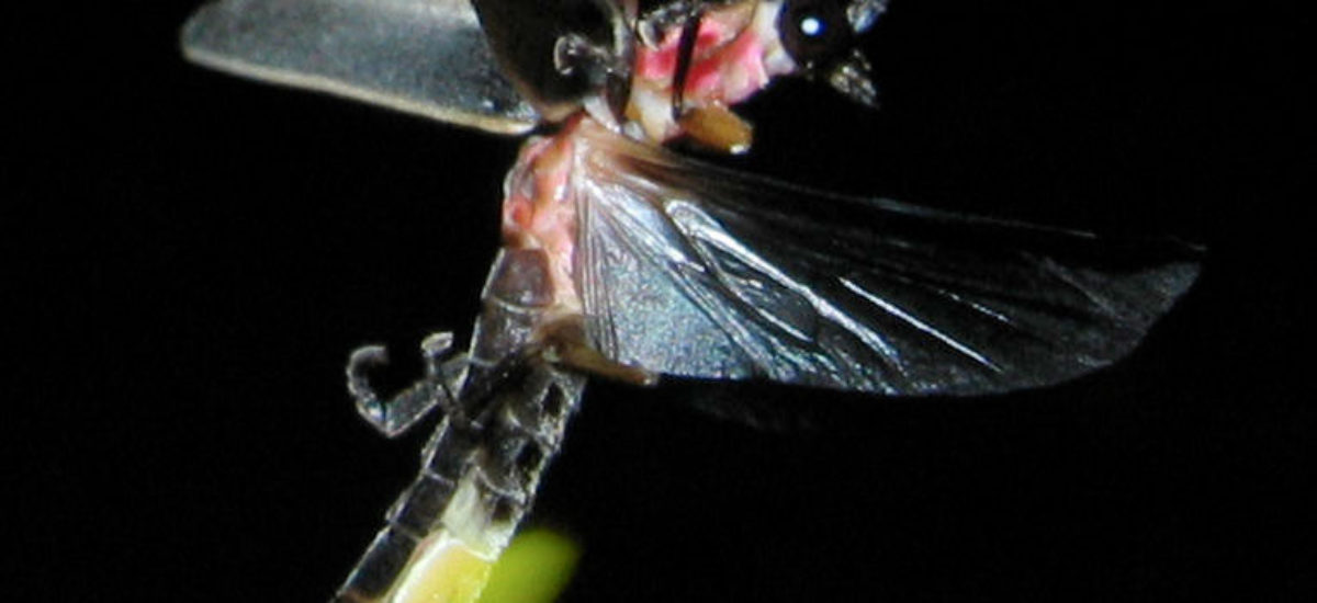Img bioluminiscencia