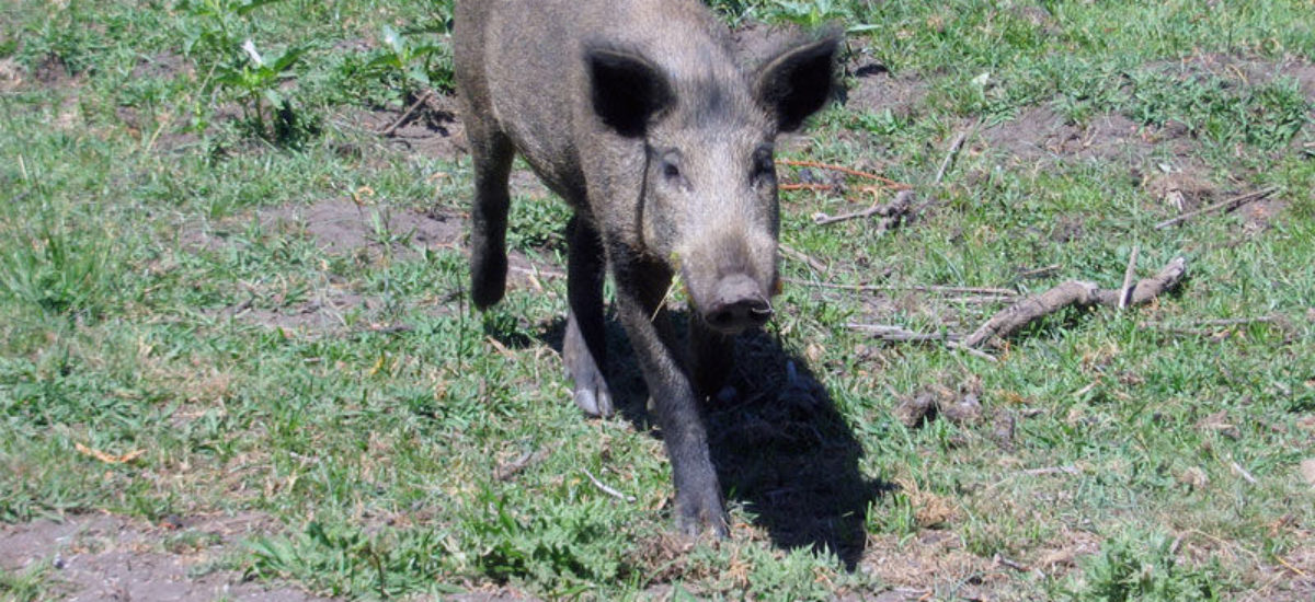 img_jabali Img jabali