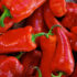 Img pimiento rojo