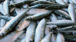 Img sardinas