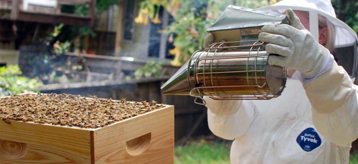 img_colmena-3 Img colmena