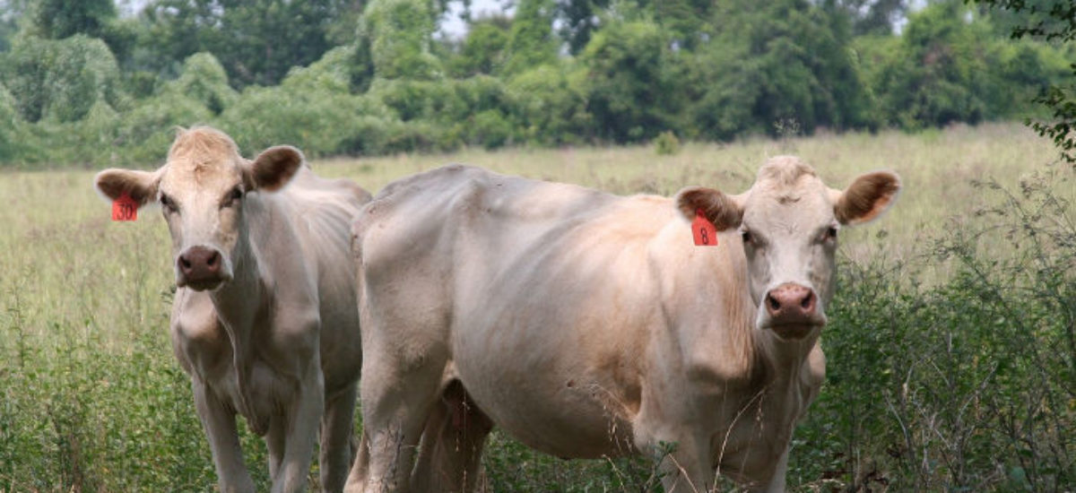 img_vaca-camara Img vaca camara