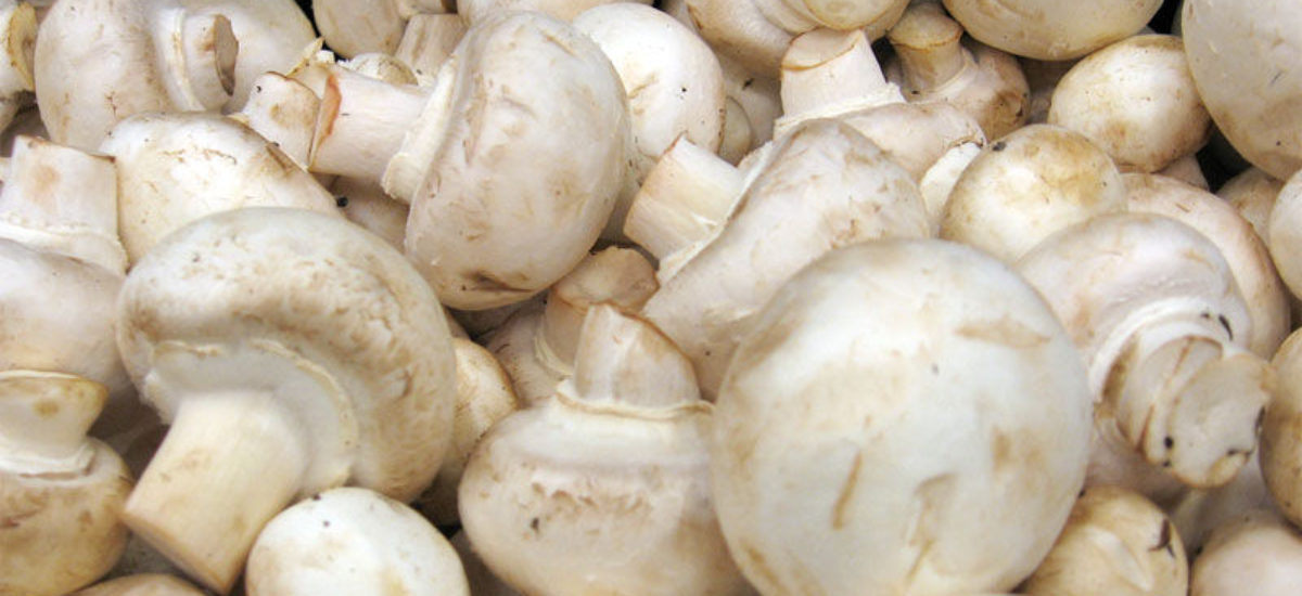 img_champinones-1 Img champinones