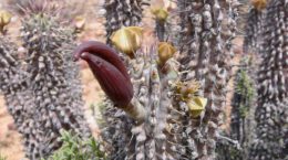 Img hoodia gordonii