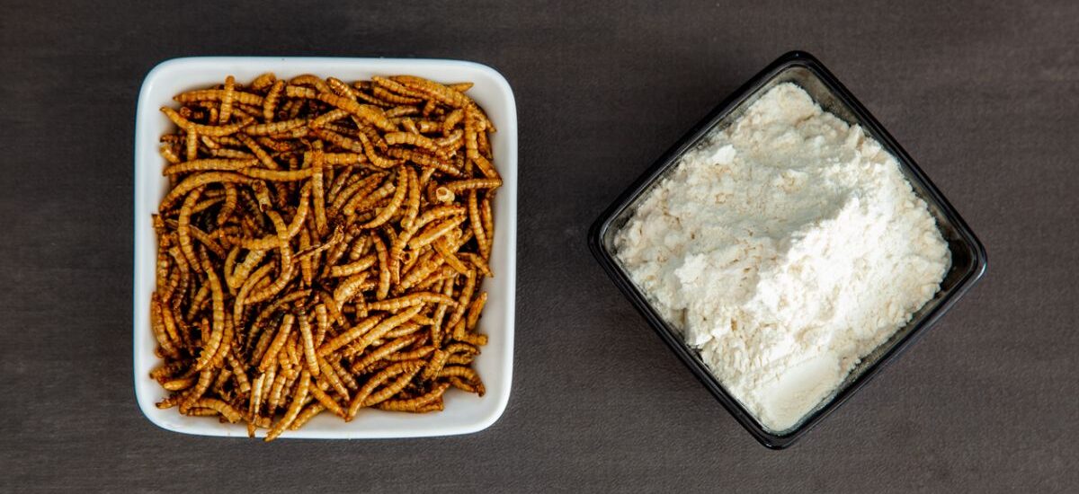 gusano-de-harina gusano de la harina identificar el ingrediente